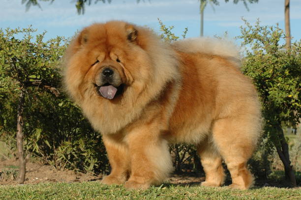 istock Chow Chow red oriental purebred dog 1212505142