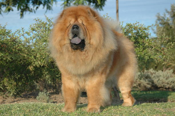 istock Chow Chow red oriental purebred dog 1212505184