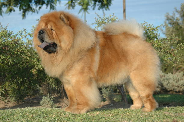 istock Chow Chow red oriental purebred dog 1212505193