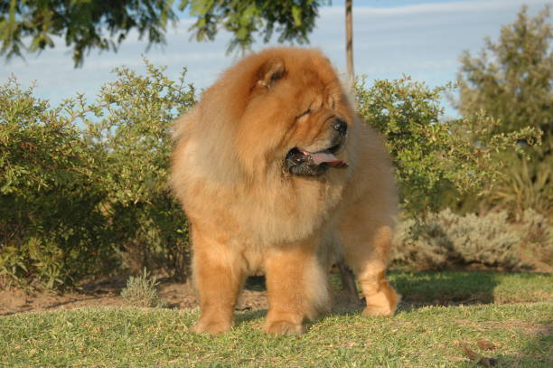 istock Chow Chow red oriental purebred dog 1212505269