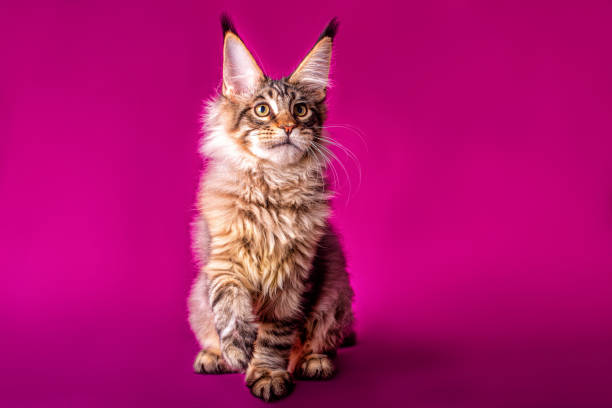 istock Maine coon kitten on purple background. 1212505624
