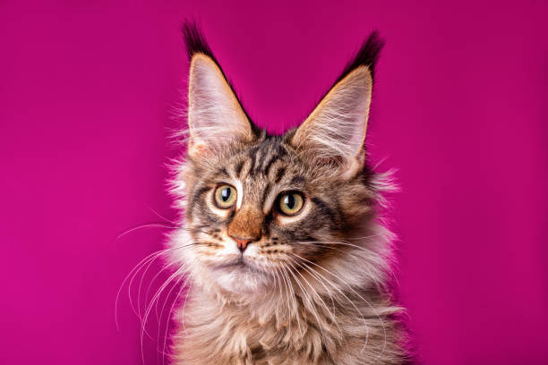 istock Maine coon kitten on purple background. 1212505634