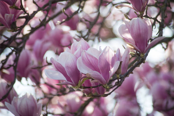 istock magnolia blossom at spring in a public garden 1212507421