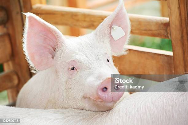 Giovane Maialino Inghiottito Da Baracca - Fotografie stock e altre immagini di Maiale - Ungulato - Maiale - Ungulato, Maialino, Sow