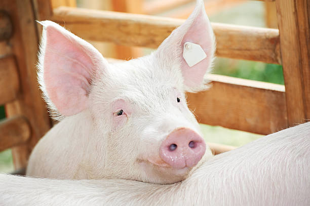 istock A young pig rests its head in a pen outside 121250748