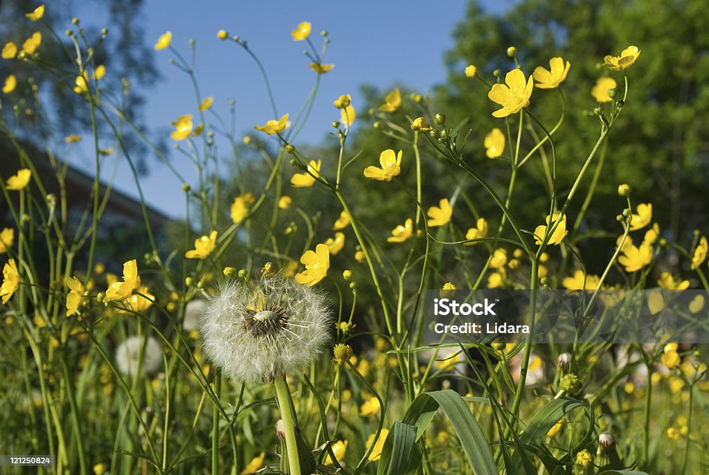 Dandellions と buttercups - カラー画像のロイヤリティフリーストックフォト