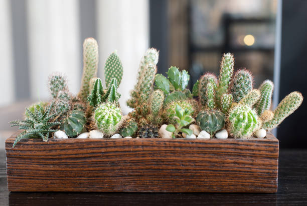 istock Many small cactus in different shapes and different colors growing in pots 1212510490