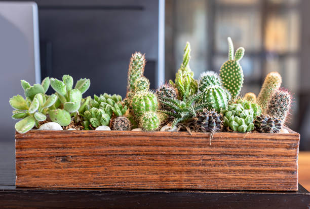 istock Many small cactus in different shapes and different colors growing in pots 1212510491