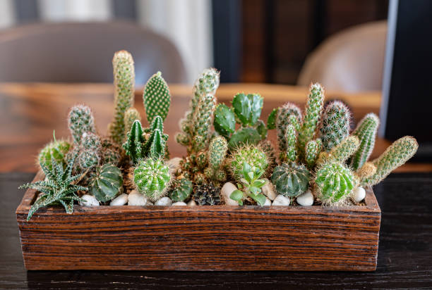 istock Many small cactus in different shapes and different colors growing in pots 1212510497