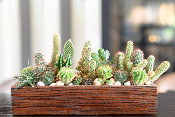 istock Many small cactus in different shapes and different colors growing in pots 1212510518