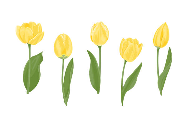 набор желтых тюльпанов разных форм. красивые цветущие весенние цв�еты, почки, зеленые листья и стебли изолированы на белом фоне. векторная и� - yellow tulip stock illustrations