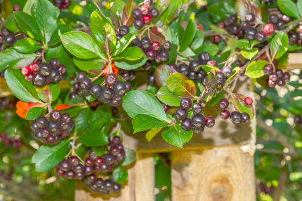 istock Chokeberry grows on a Bush in late summer 1212511116