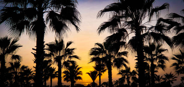 istock Palm on hassan 2 park with sunset light from morocco 1212511441