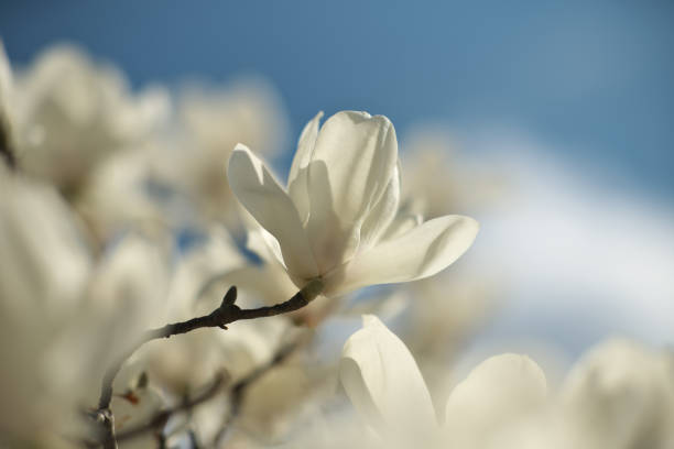 東京、日本-2020年3月15日:東京の白いモクレンの花 - magnolia white pink blossom ストックフォトと画像