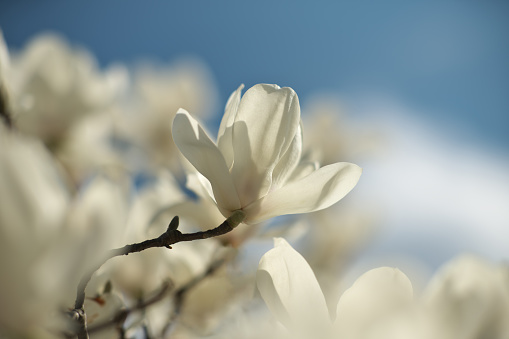 An artistic shot of a magnolia tree branch against a clear blue sky, with several blossoms in varying stages of bloom, creating a beautiful natural contrast