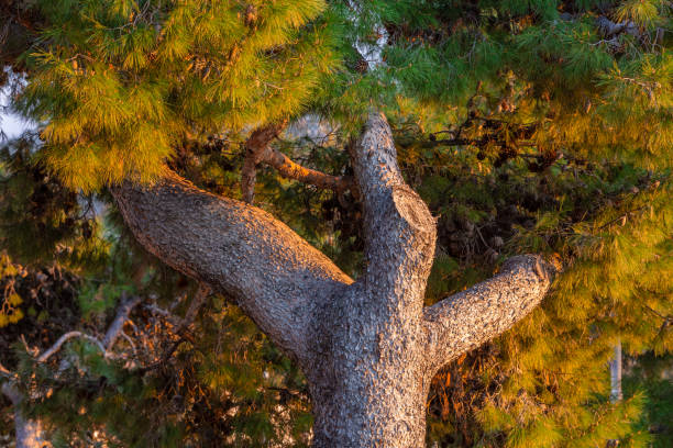 Pine tree close up on golden hour sunlight