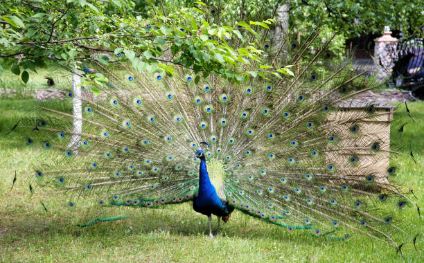 istock Peacock with open tail under the green tree in the public park 1212513142