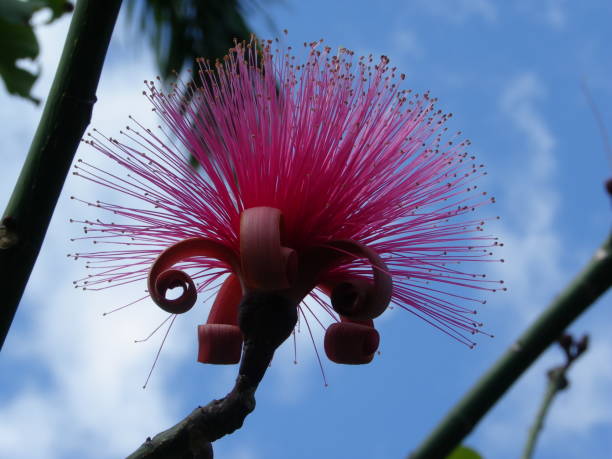 istock Pink flower: bombax cribo in Guadeloupe 1212514398