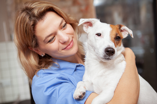 Charming mature female vet smiling, cuddling with cute jack russel terrier puppy. Adorable healthy canine in the hands of a professional veterinarian doctor