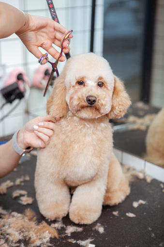Vertical shot of a cute poodle dog getting haircut by professional groomer