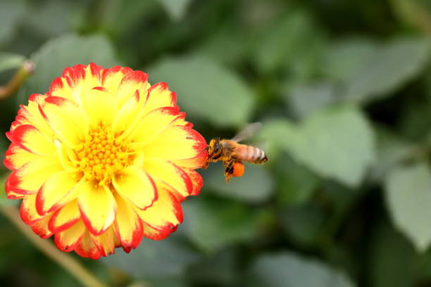 Flower and bee