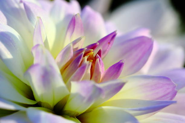 istock Dahlia in Nara, Japan 1212516686
