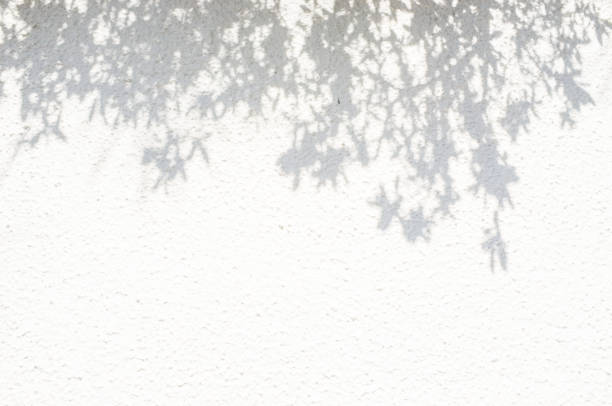 Shadow of trees on a white wall.