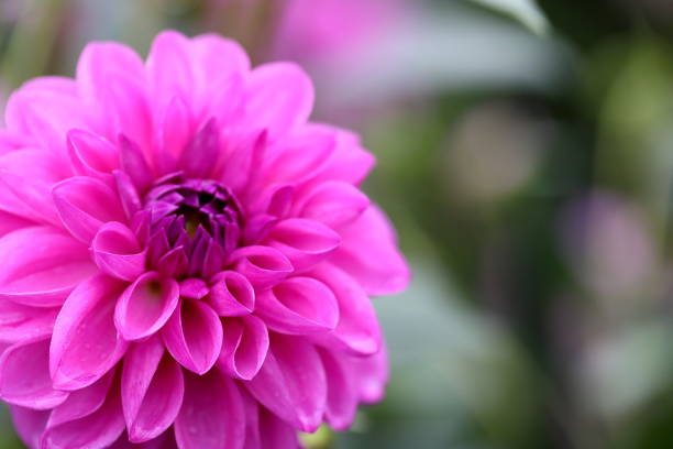 istock Dahlia in Nara, Japan 1212516842