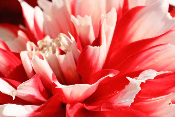 istock Dahlia in Nara, Japan 1212517155