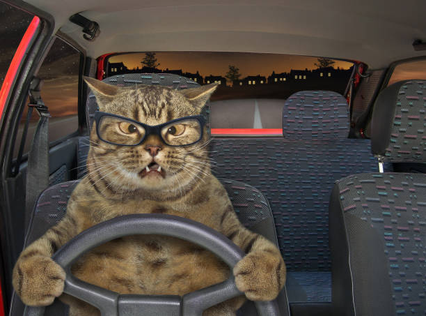 istock Cat driving a steering wheel at night 1212518025