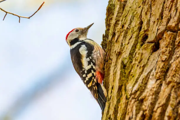 Great  spotted woodpecker is on a rotten tree and is looking for food