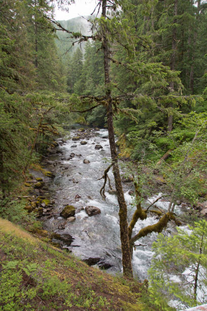istock Mount Rainier National Park 1212520279