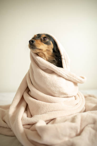 istock Cute mixed breed dog lying on bed in bedroom 1212523033