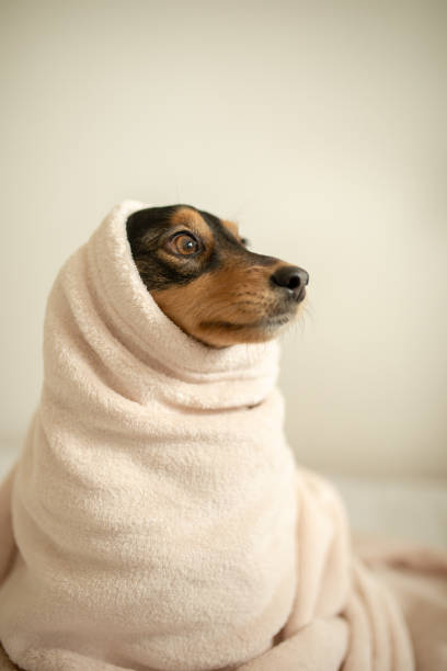 istock Cute mixed breed dog lying on bed in bedroom 1212523059