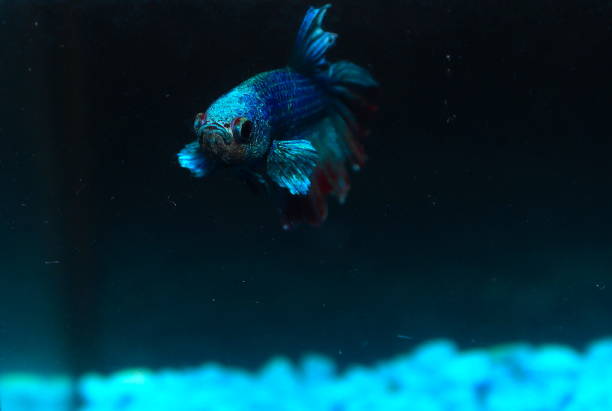 istock Turquoise and Blue Siamese fighting fish in a home aquarium Beta fish 1212523353