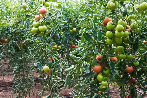 Farm growing tomatoes. Tomatoes growing in a greenhouse