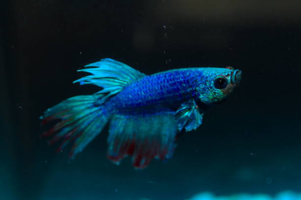 istock Turquoise and Blue Siamese fighting fish in a home aquarium Beta fish 1212523417