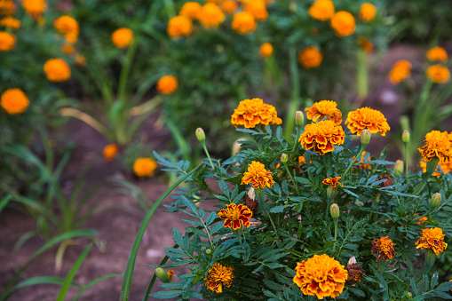 Colorful flowers grow in the city park. Roses, irises, chrysanthemums.