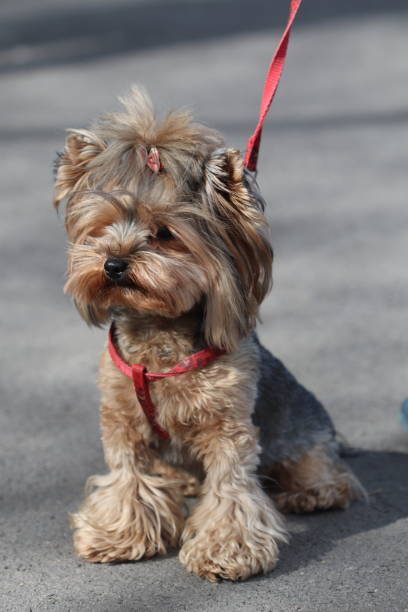 istock Sweet little yorkshire terrier 1212524228