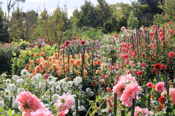 istock Dahlia in Nara, Japan 1212524339