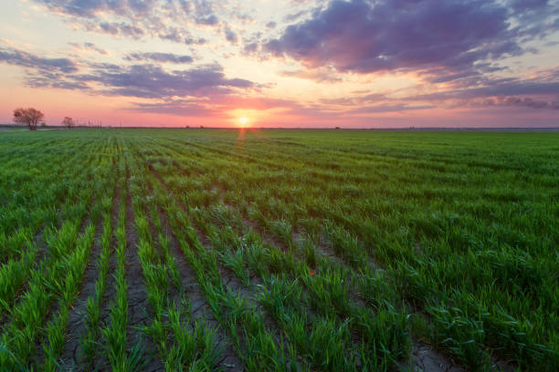 istock sunset on the field of young wheat 1212524600
