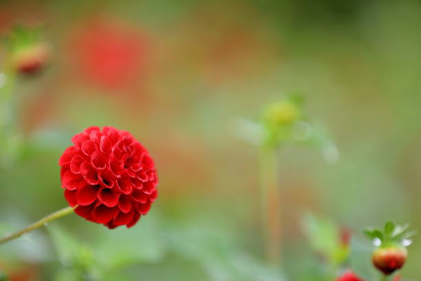 Dahlia in Nara, Japan