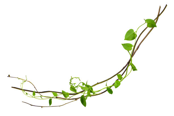 circular vine at the roots. Bush grape or three-leaved wild vine cayratia (Cayratia trifolia) liana ivy plant bush, nature frame jungle border, isolated on white background with clipping path included. Floral Desaign. HD Image and Large Resolution. can be used as wallpaper, real zise vid circular en las raíces. uva bush o cayratia de vid silvestre de tres desestas (cayratia trifolia) arbusto de la planta de liana ivy, borde de la selva marco natural, aislado en fondo blanco con camino de recorte incluido. desaign floral. imagen hd y r