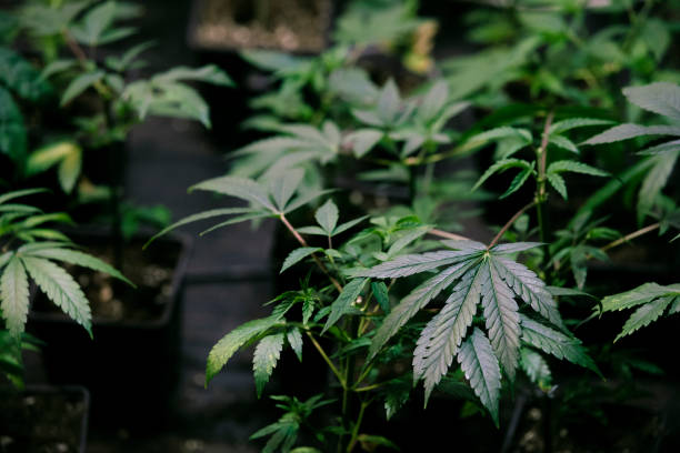 istock Marijuana Cannabis Plants in pots 1212526561