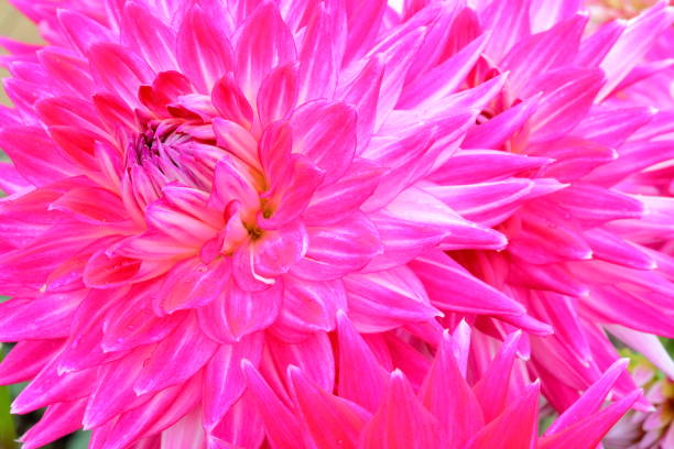 istock Dahlia in Nara, Japan 1212526565