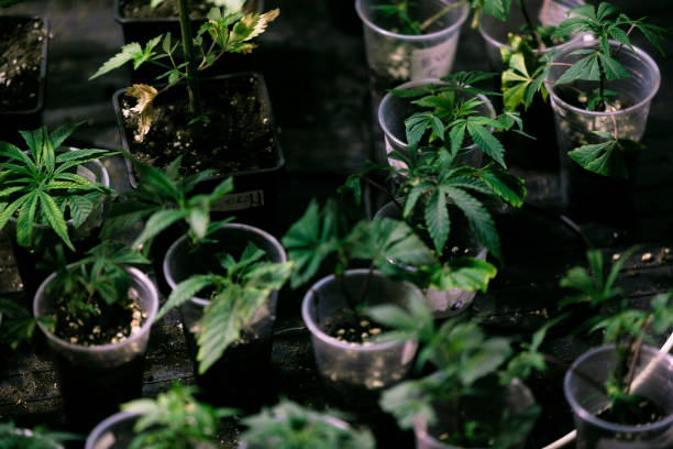istock Marijuana Cannabis Plants in pots 1212526587