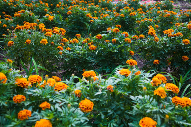 istock Colorful flowers grow in the city park 1212526607