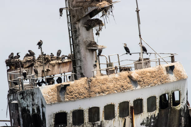 istock Cormoran birds took over a wreck ship 1212527554