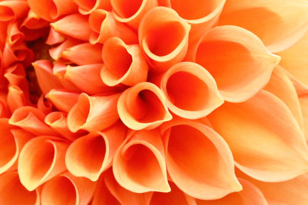istock Dahlia in Nara, Japan 1212527804