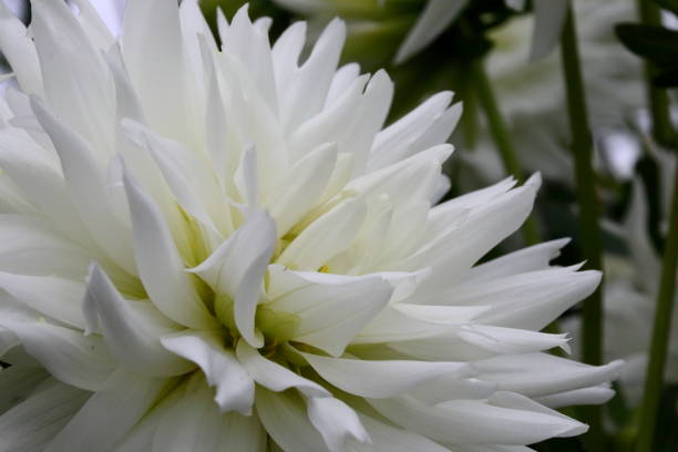 istock Dahlia in Nara, Japan 1212527858
